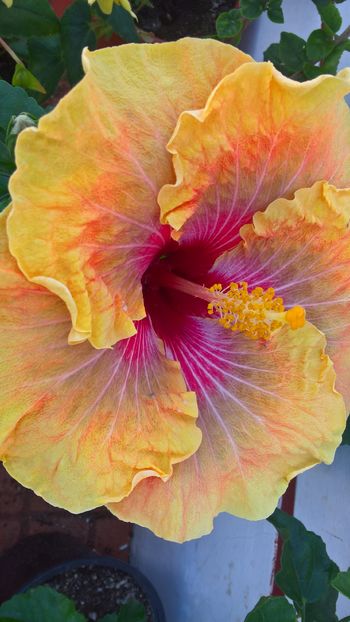  - Hibiscus Jolanda Gommer