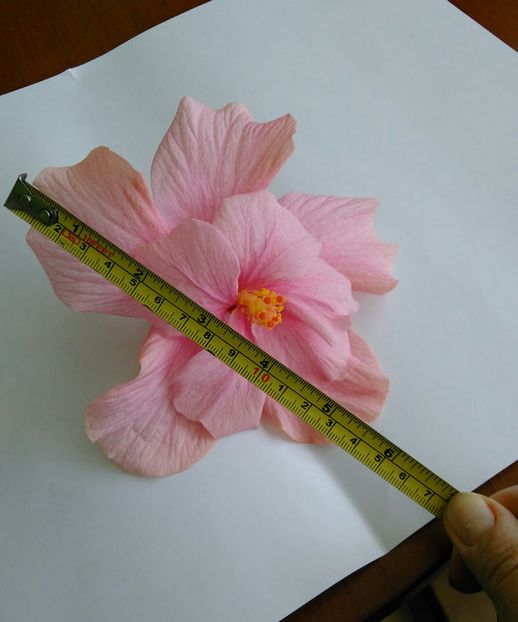 floare mare de 14 cm - Hibiscus 2016