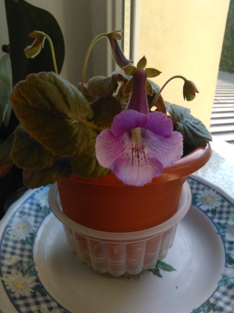  - MINI SINNINGIILE mele