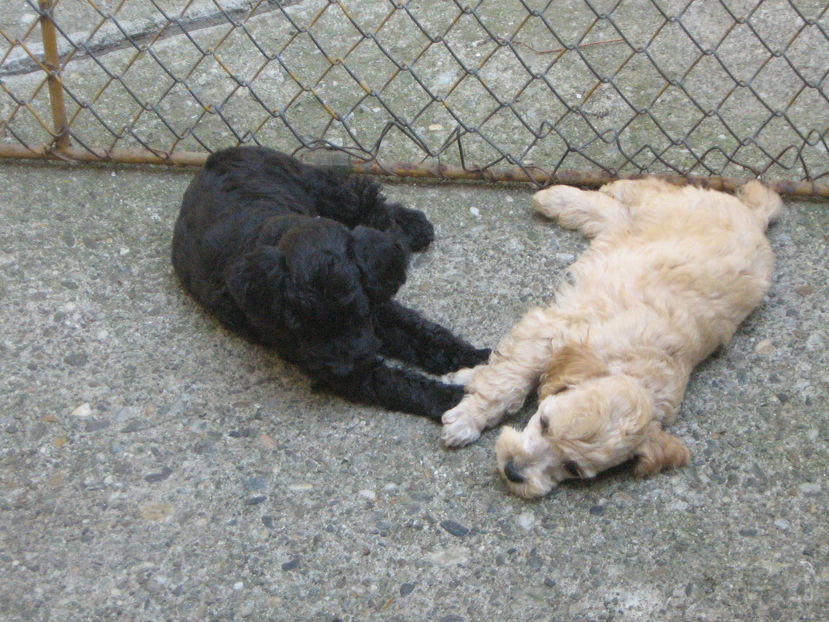 90 - MUKY_ ceva special