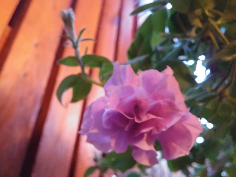  - Florile mele-vara 2016