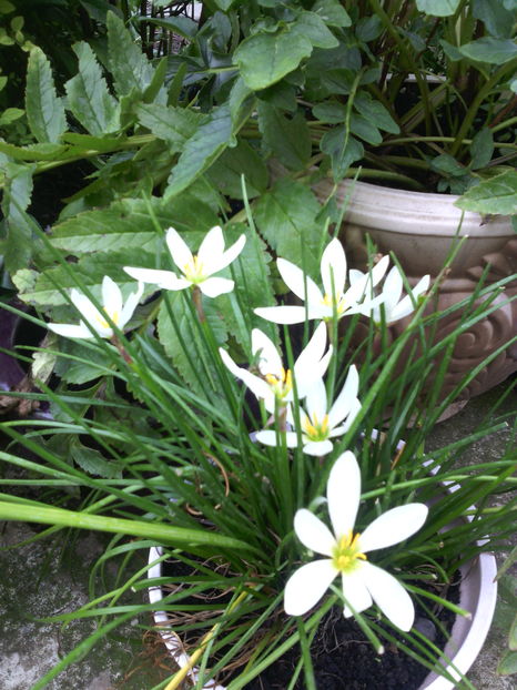  - 01-Flori din curtea mea 2016