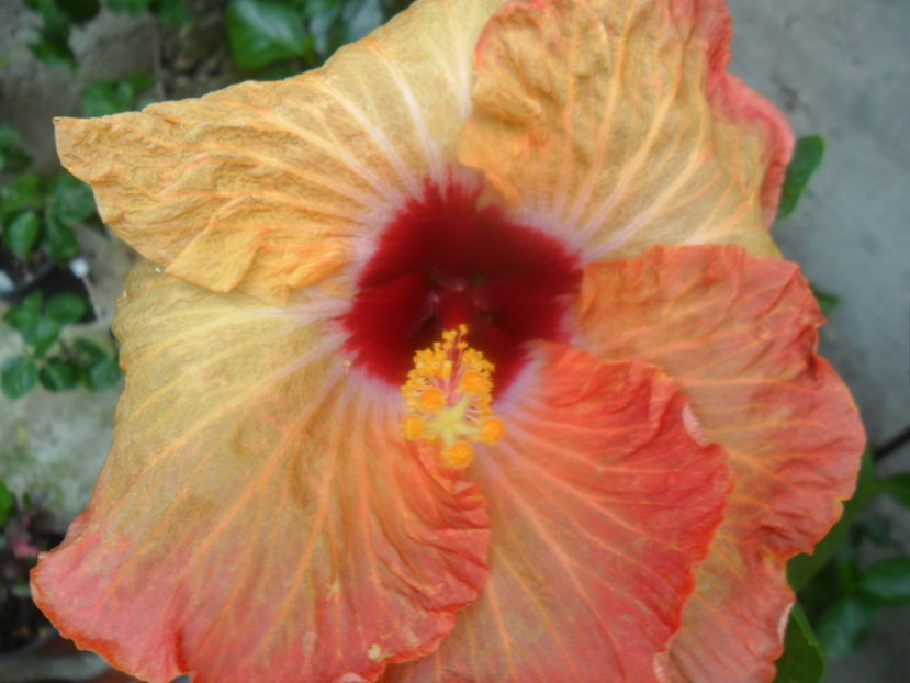 tahitian gommer 0012-2
