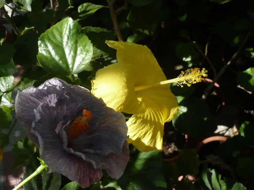 P1290684 - HIBISCUSI 2016-6