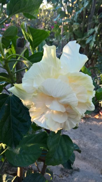 IMG-20160902-WA0003