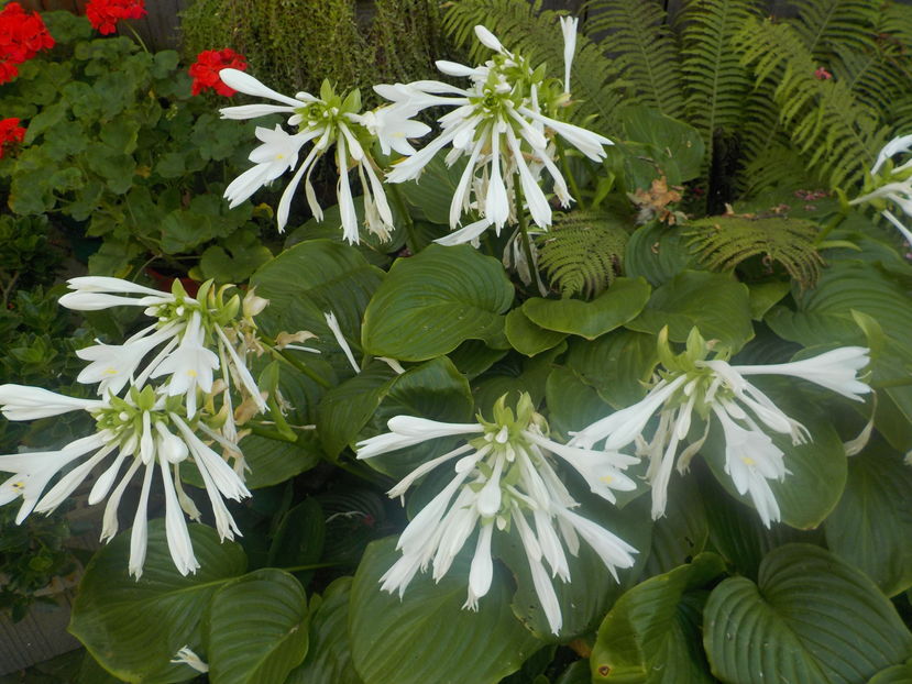  - hosta