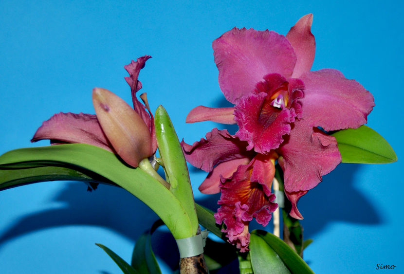 Blc Fort Watson 'Mendenhall'