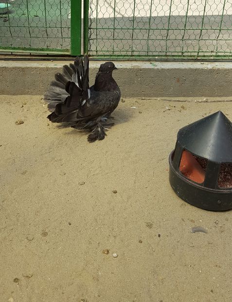 Femela2016.Dnu.Patru.Loc.Bunesti.Jud.VALCEA