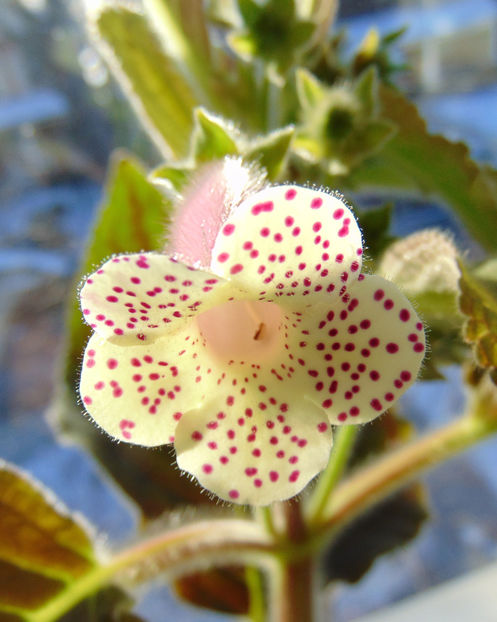 Kohleria_%u2018HCY\ - K-Hcys Jardin du Monet