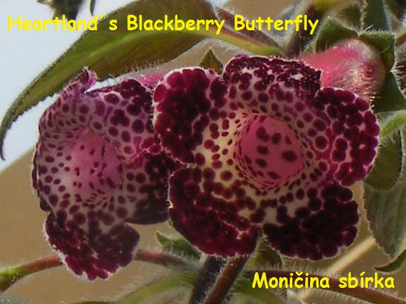 3944742931_3d99338083 - K-Heartlands Blackberry Butterfly