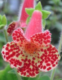 Kohleria_Ingrid2-351x455