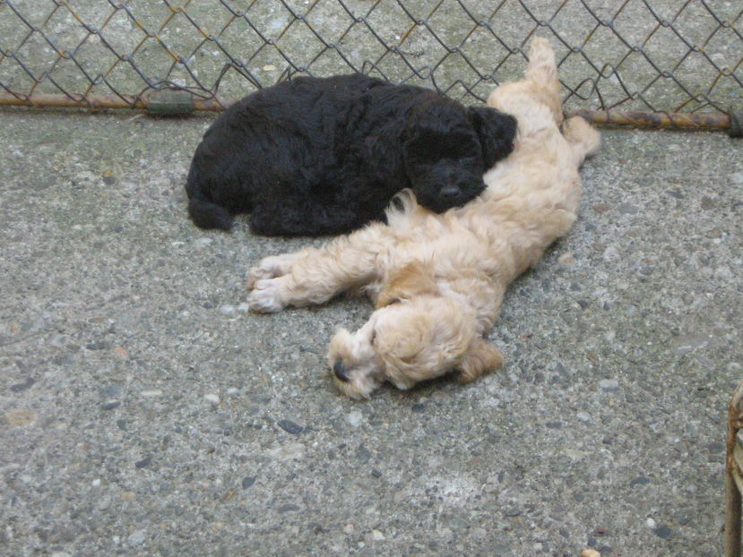  - MUKY_ ceva special