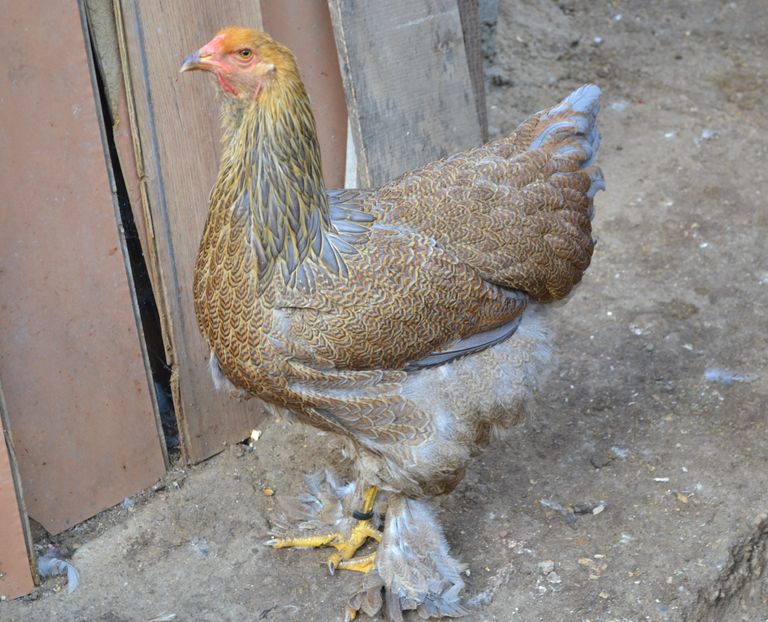  - a__Pui si tineret brahma 2016