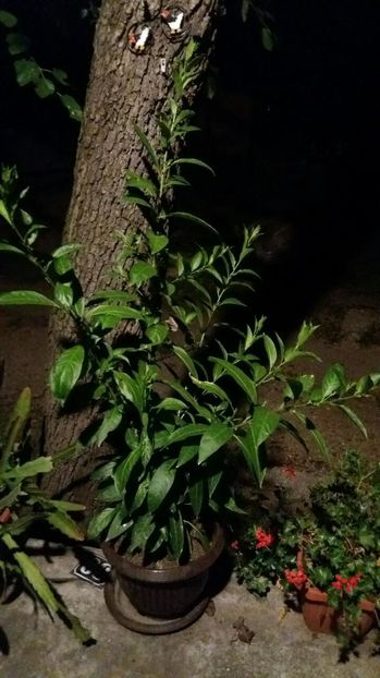 viber image - 2016 CESTRUM NOCTURNUM