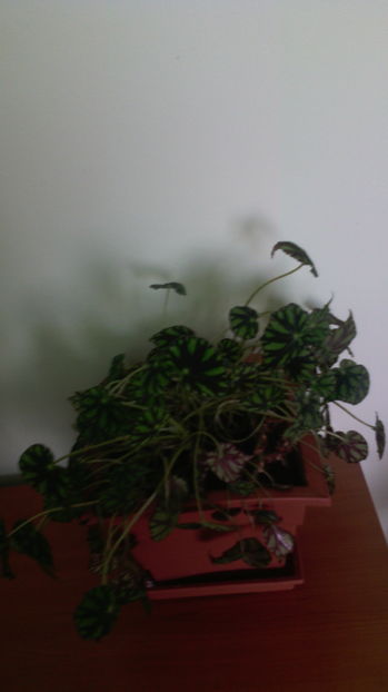 Begonia tigrata- 01.09.016 - 1Azaleea-Begonia