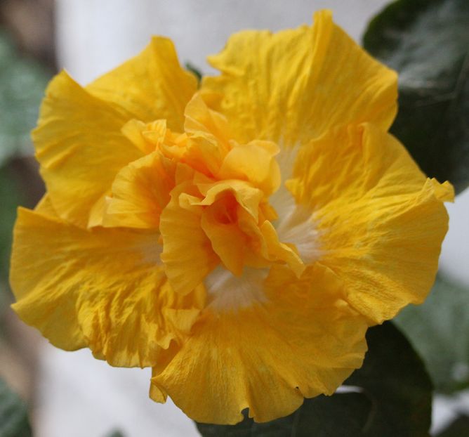 Hibiscus Harvest Moon