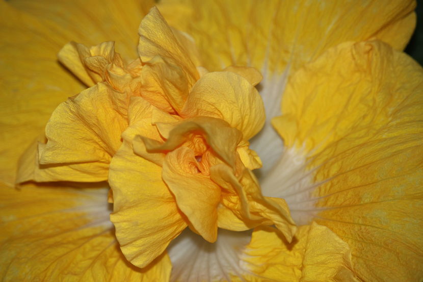 Hibiscus Harvest Moon - Hibiscus Harvest Moon