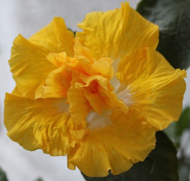 Hibiscus Harvest Moon