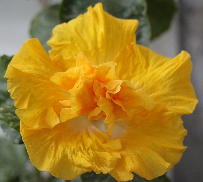 Hibiscus Harvest Moon