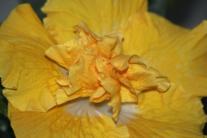 Hibiscus Harvest Moon - Hibiscus Harvest Moon