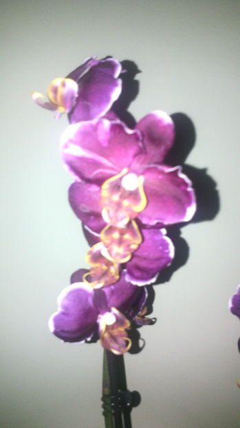 2 sept.. O16 - Orhideea 2014-2018