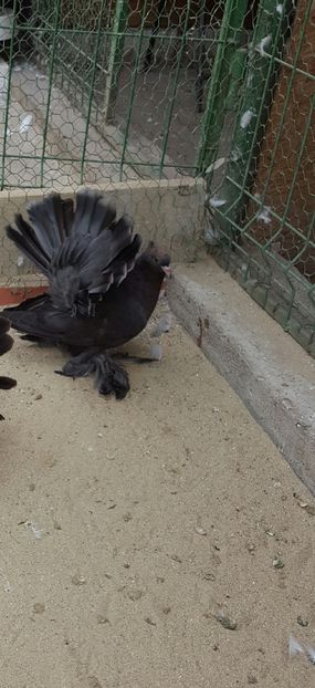 Mascul2015.Dnu.Patru.Loc.BUNESTI.JUD.VALCEA