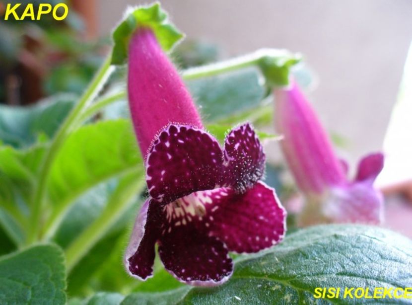 KOHLERIA_KAPO_2