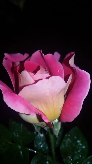 tmp_1512-20160903_2051071018285285 - Trandafiri2016