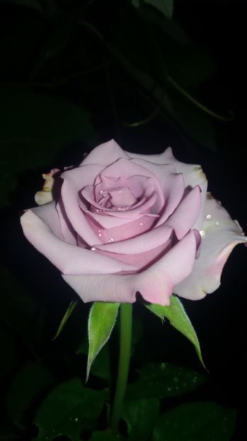 tmp_1512-20160903_205036-1843888294 - Trandafiri2016