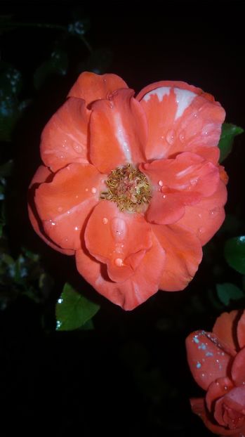 tmp_1512-20160903_204947-233360666 - Trandafiri2016