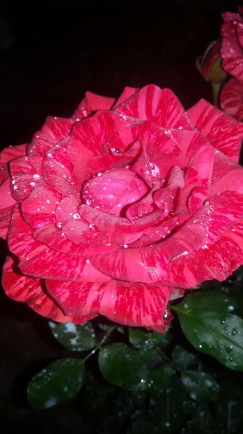 tmp_1512-20160903_2047231157175399