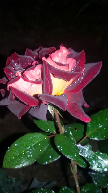 tmp_1512-20160903_2046361095393703