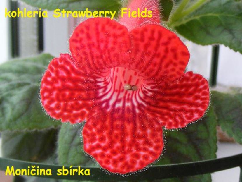 kohleria_strawberry_fields_2009-06-23_04 - K-Strawberry Fields