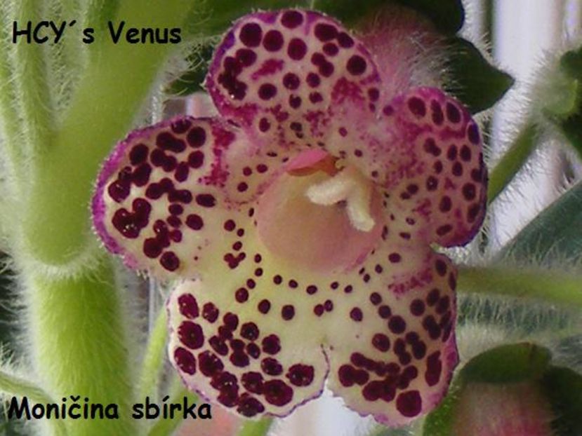 kohleria_hcy_s_venus_2019-05-16_04 - K-Venus