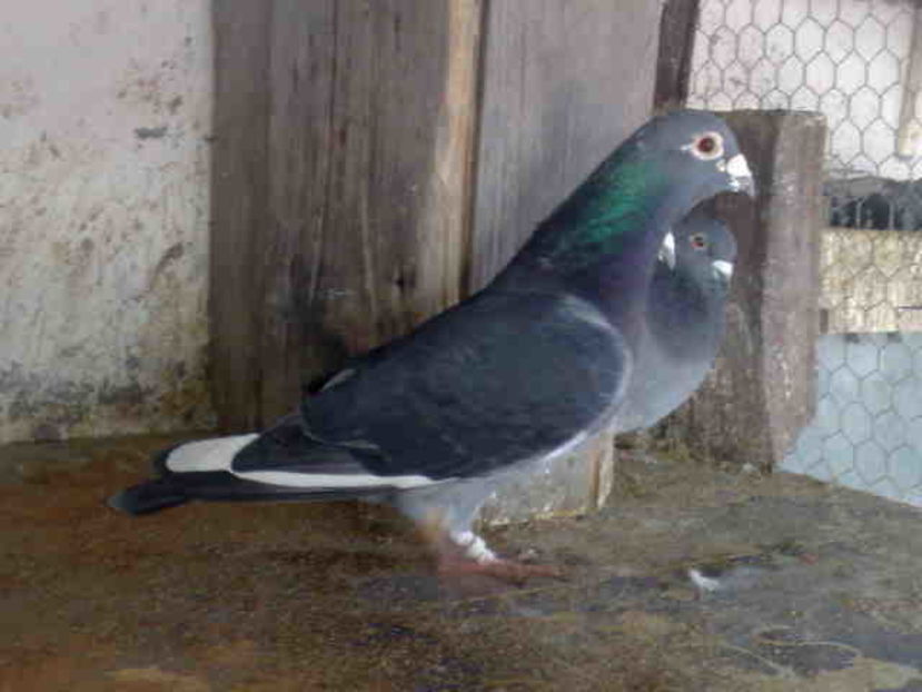 Salvador