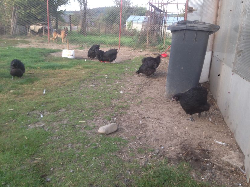 image - PUI  DE  GAINA