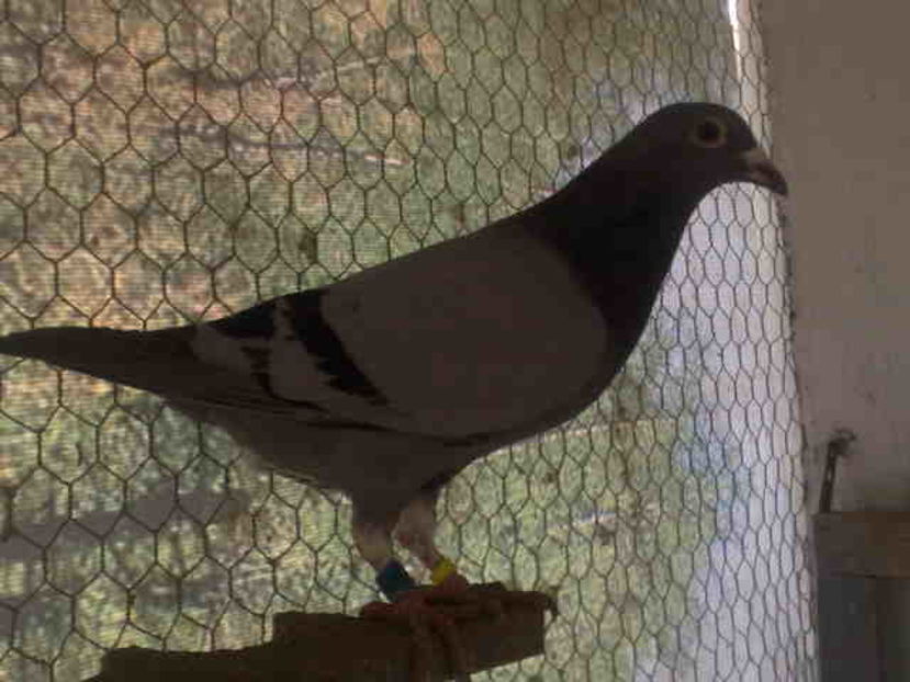 Guillermo