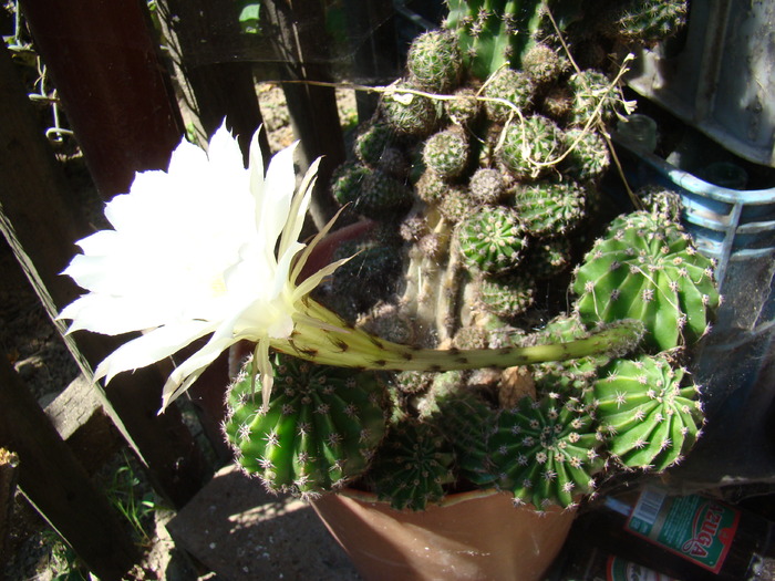 Echinopsis - cactusi