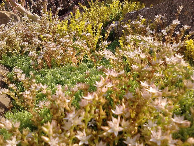 Picture0 011 179 - Sedum si sempervivum