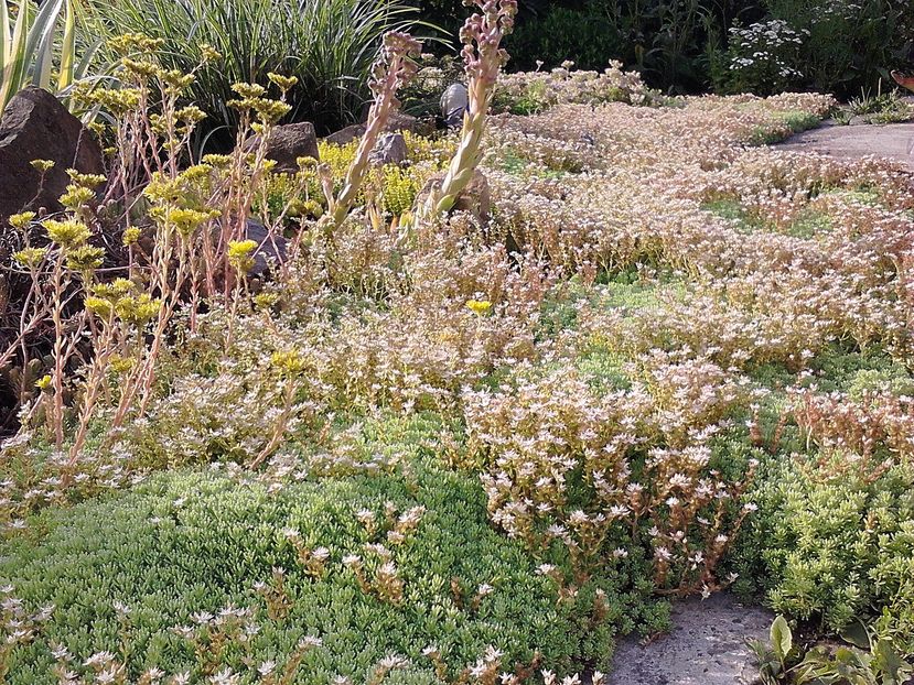 Picture0 011 180 - Sedum si sempervivum