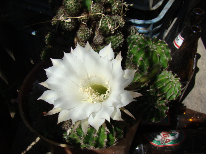 Echinopsis - cactusi