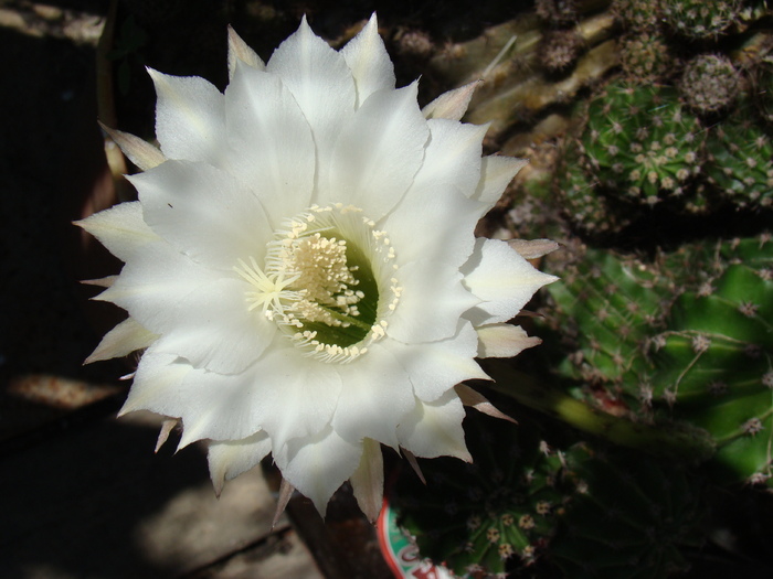 Echinopsis