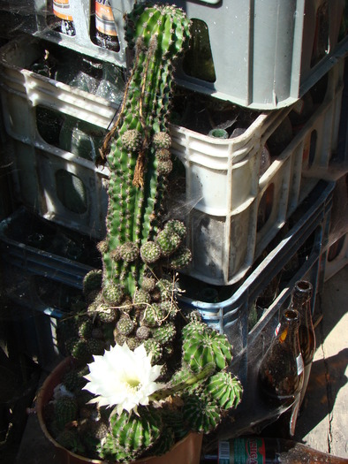 Echinopsis - cactusi
