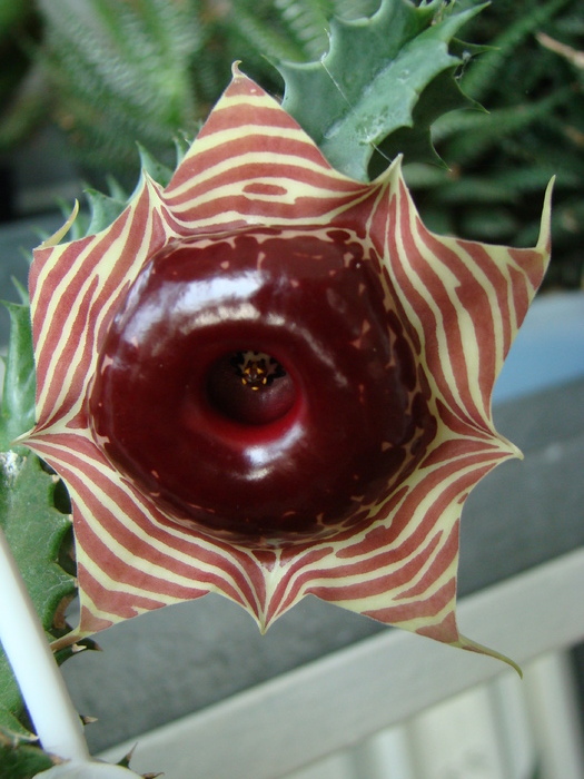 Huernia - cactusi