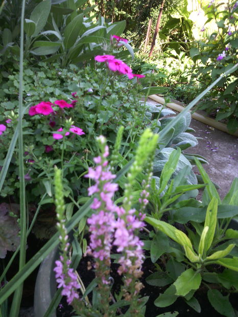  - 01-Flori din curtea mea 2016