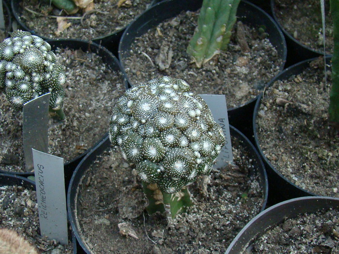 Blosfeldia Liliputana - cactusi