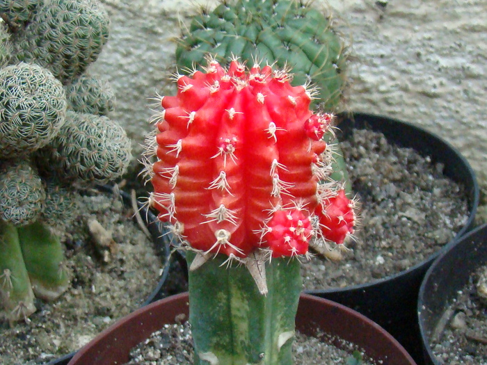 ...rosu... - cactusi