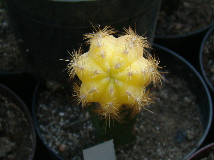 ...galben... - cactusi