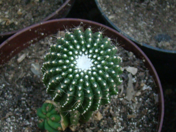 DSC00460 - cactusi