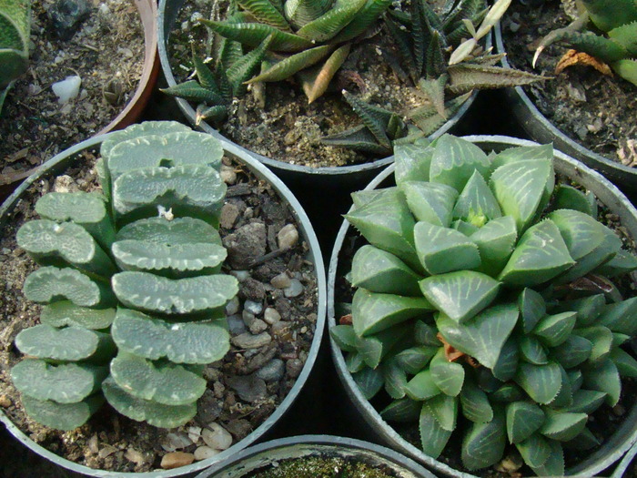 DSC00500 - cactusi